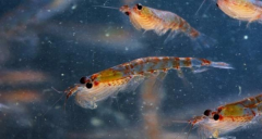深海磷虾油与鱼油有什么区别？
